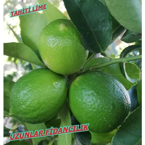 tahiti lime (yeşil limon) Fidanı MEYVELİ3 yaş
