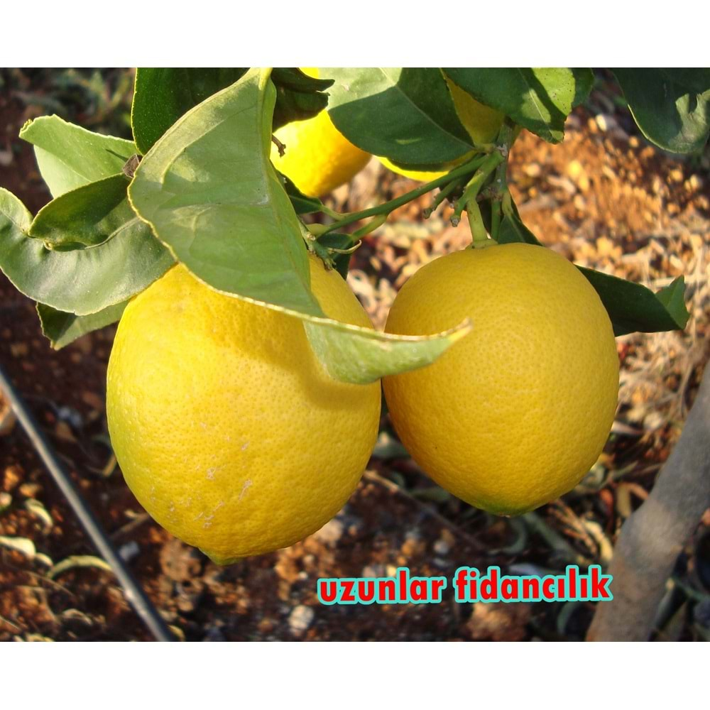 LiMON BAHÇESİNDEN FİLE LİMON 6 KG