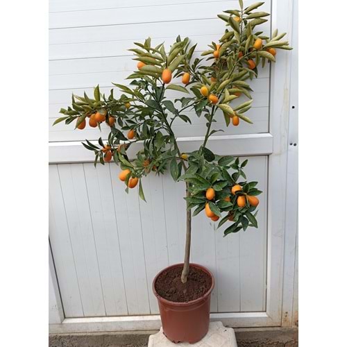 KAMKAT AĞACI MEYVELİ SAKSILI 5 YAŞ